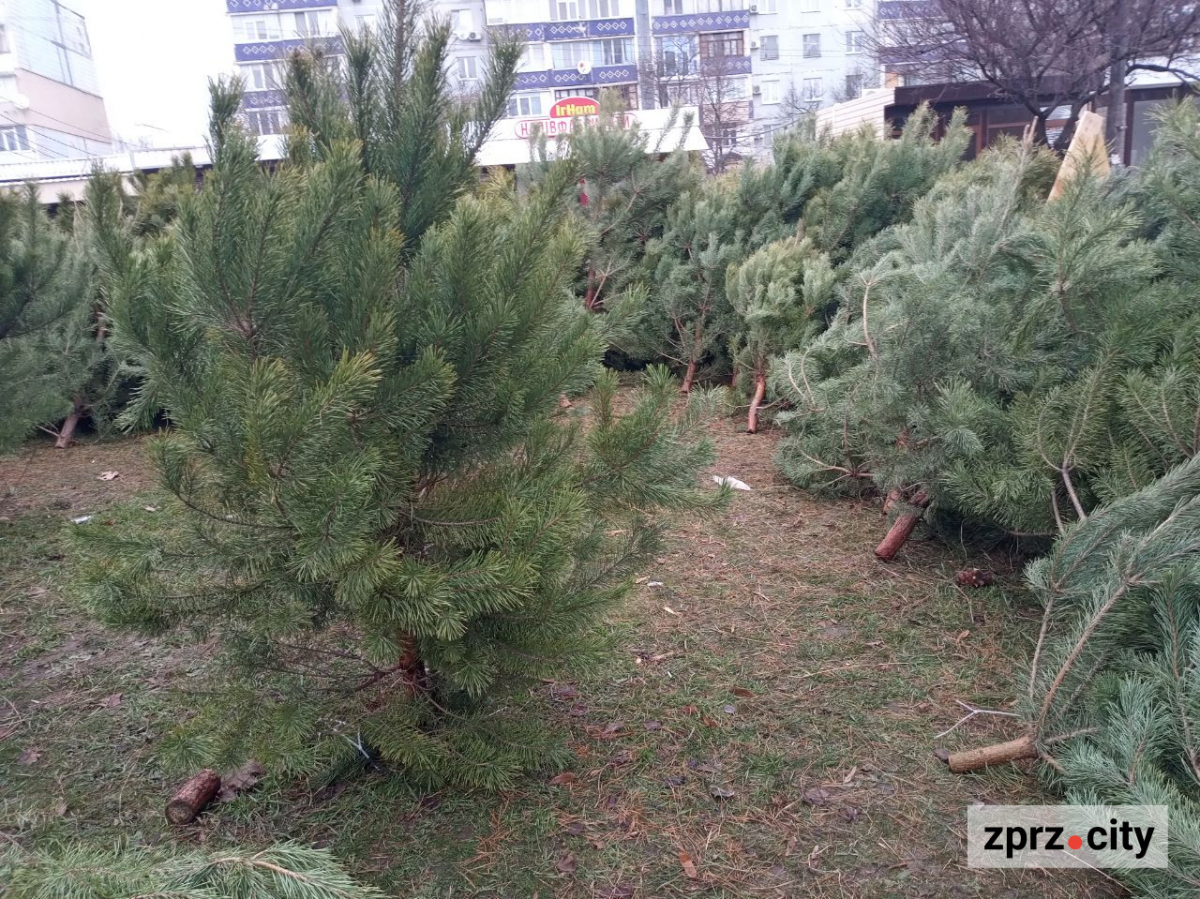В традиційному місці наймолодшого району Запоріжжя запрацював ялинковий базар - фото