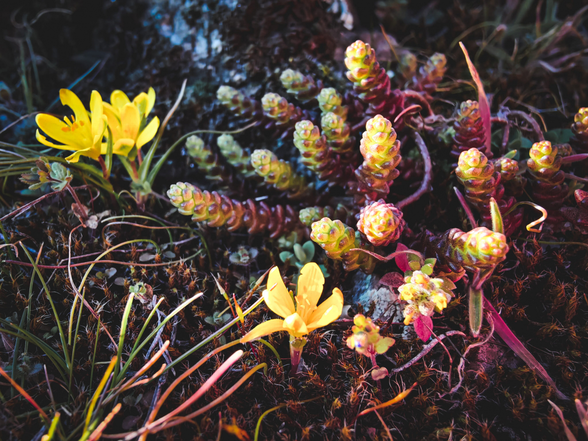 Як виглядають перші весняні квіти в Запоріжжі на природі - фото