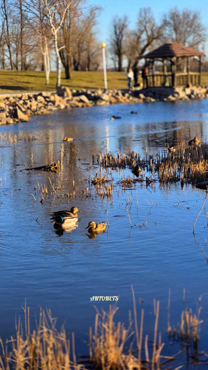 Сонце, качки і перші ознаки весни: як виглядає Вознесенівський парк у Запоріжжі на початку березня (фото)