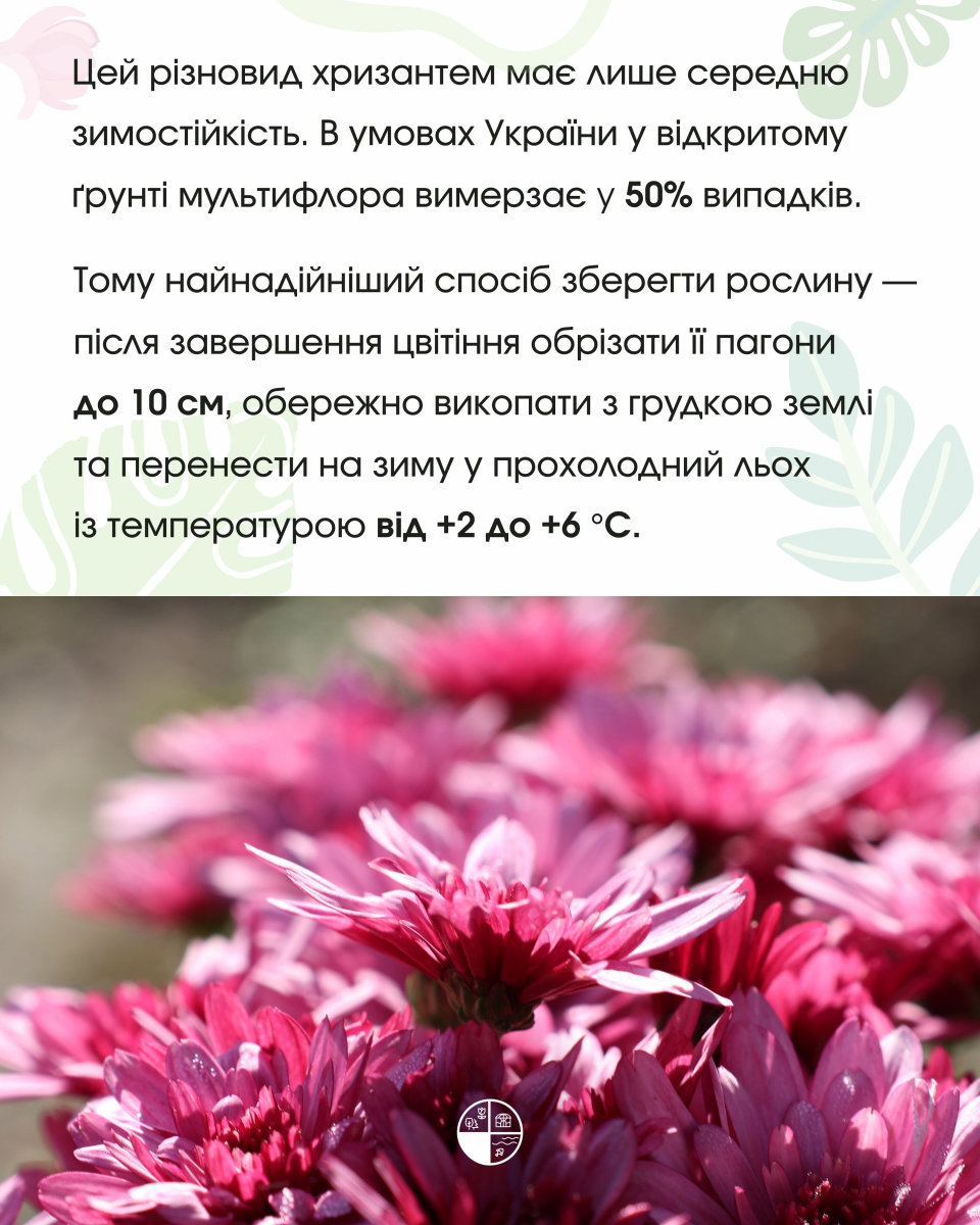 Як доглядати за хризантемою мультифлора у відкритому ґрунті: поради Запорізького ботсаду