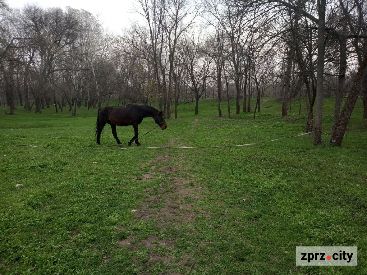 Сезон магнолій і лебеді: у вихідні в запорізькому парку був аншлаг - фото