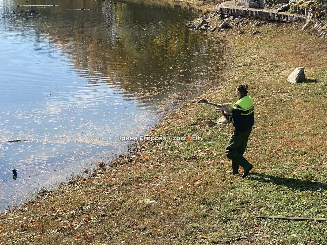 Лебеді оселилися у Дубовому гаю – у Запоріжжі у водойму випустили двох нових пернатих мешканців (фото, відео)