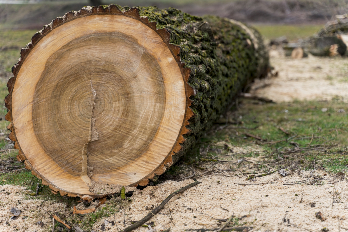 "Завадила війна" - за два роки міська влада у Запоріжжі не висадила жодного дерева