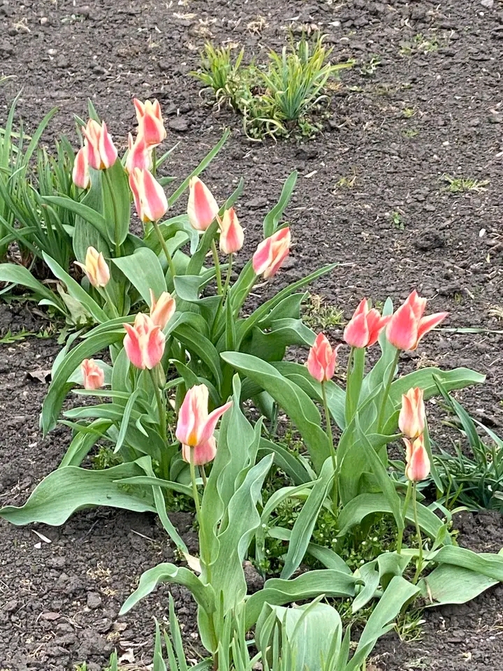 Весна, яку варто побачити: як у запорізькому ботсаду квітнуть сакури та магнолії (фото)