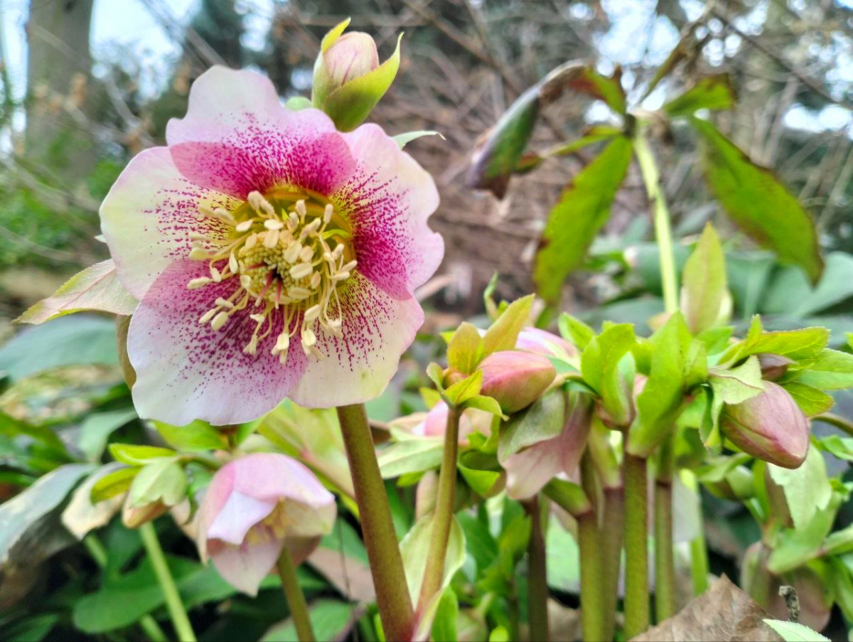 Барвистий лютий: Запорізький міський ботанічний сад вражає красою квітів - фото