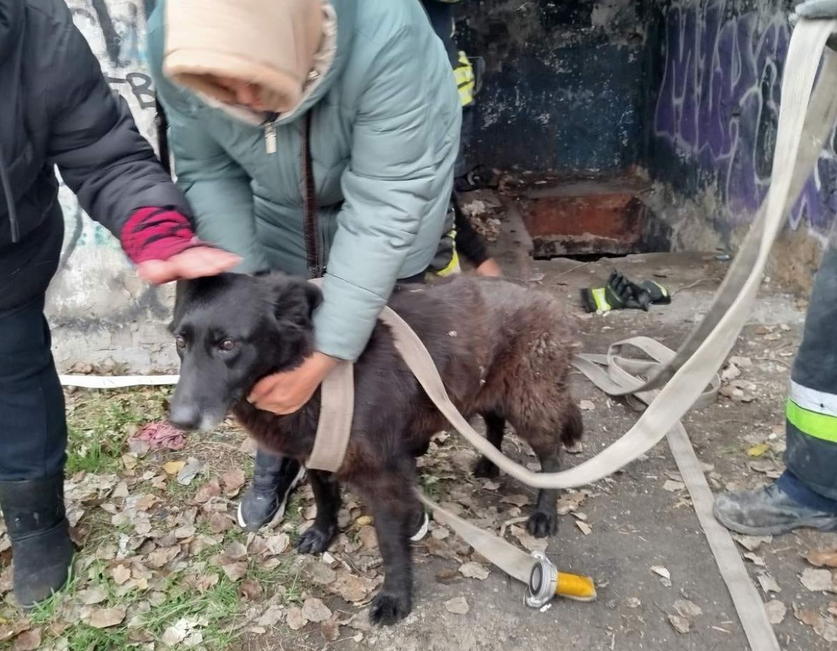 Злякався вибуху та втік далеко від будинку - у Запоріжжі собаку шукали господарі, а він п'ять днів лежав у ямі зі сміттям