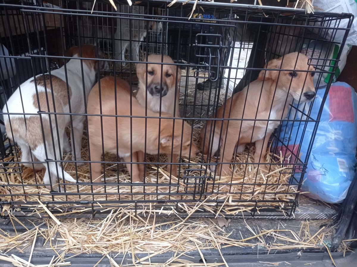 Евакуація тварин з села Таврійське на Запоріжжі. Фото: Олена Пилова