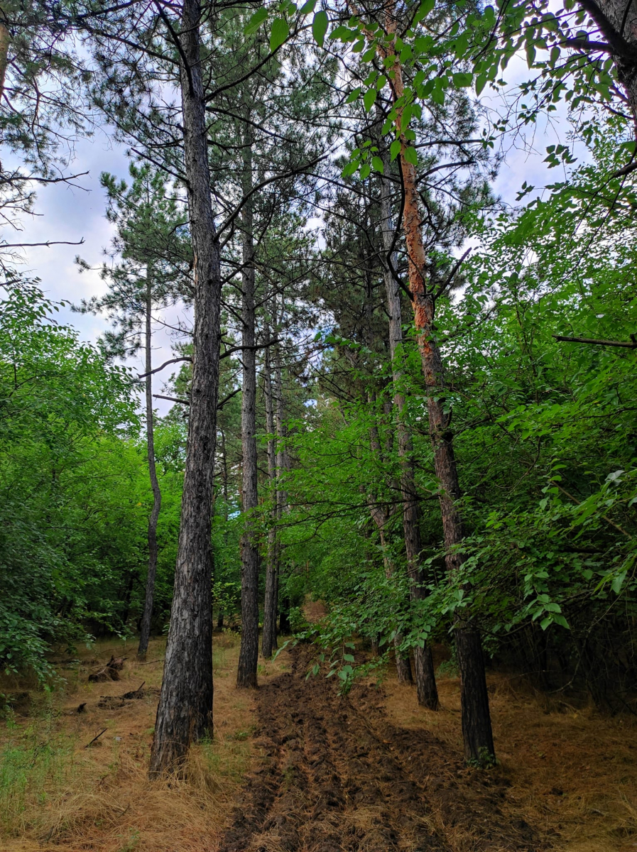 Майже ліс: як виглядає запорізьке урочище в останні дні липня - фото