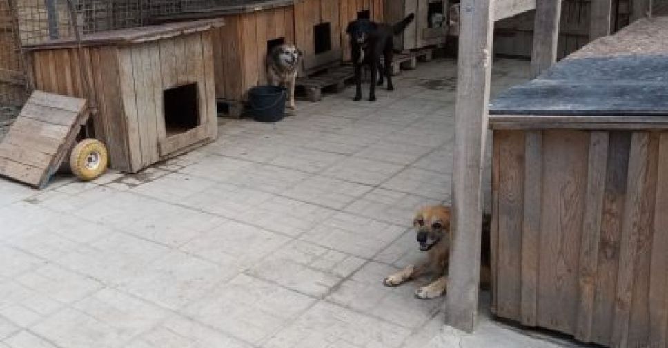 У вихідні у Запоріжжі можна безкоштовно погуляти з собаками, які поки не мають господарів