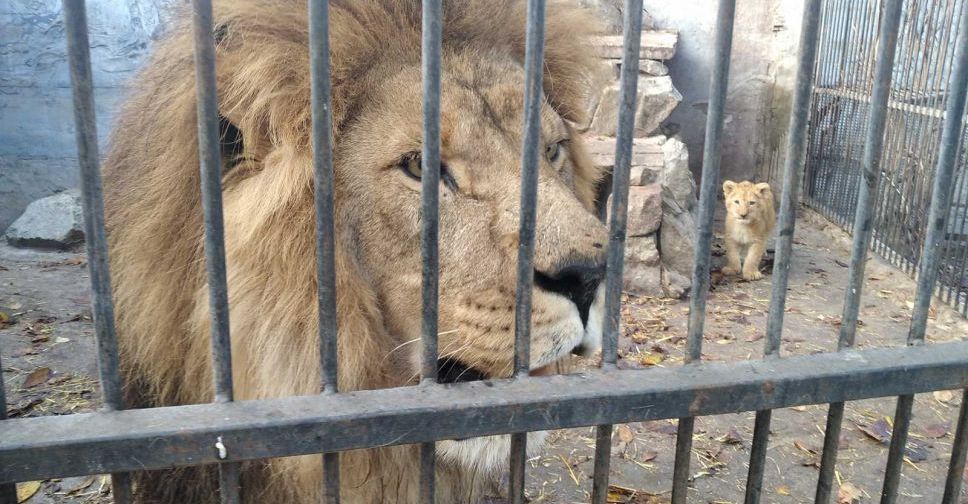 Як живе зоопарк у Василівці, відомий незвичайним рекордом - фото