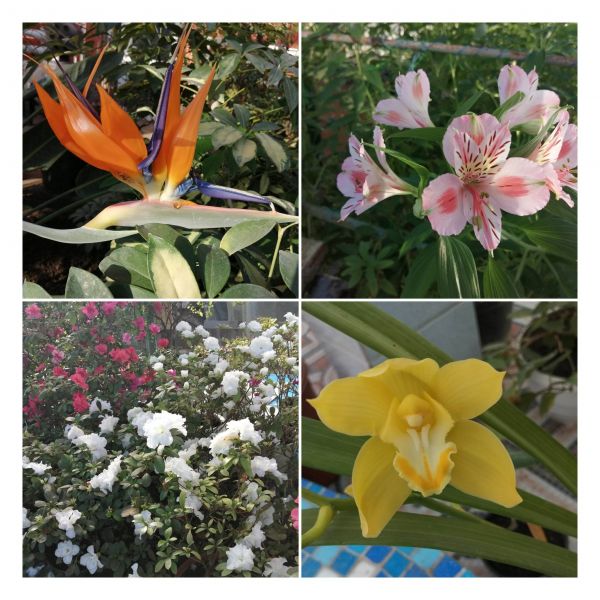 У Запоріжжі ботанічний сад вражає у лютому квітучим різноманіттям - фото