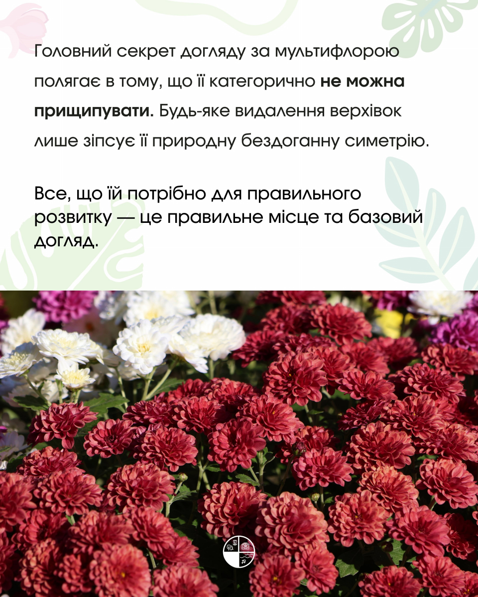 Як доглядати за хризантемою мультифлора у відкритому ґрунті: поради Запорізького ботсаду
