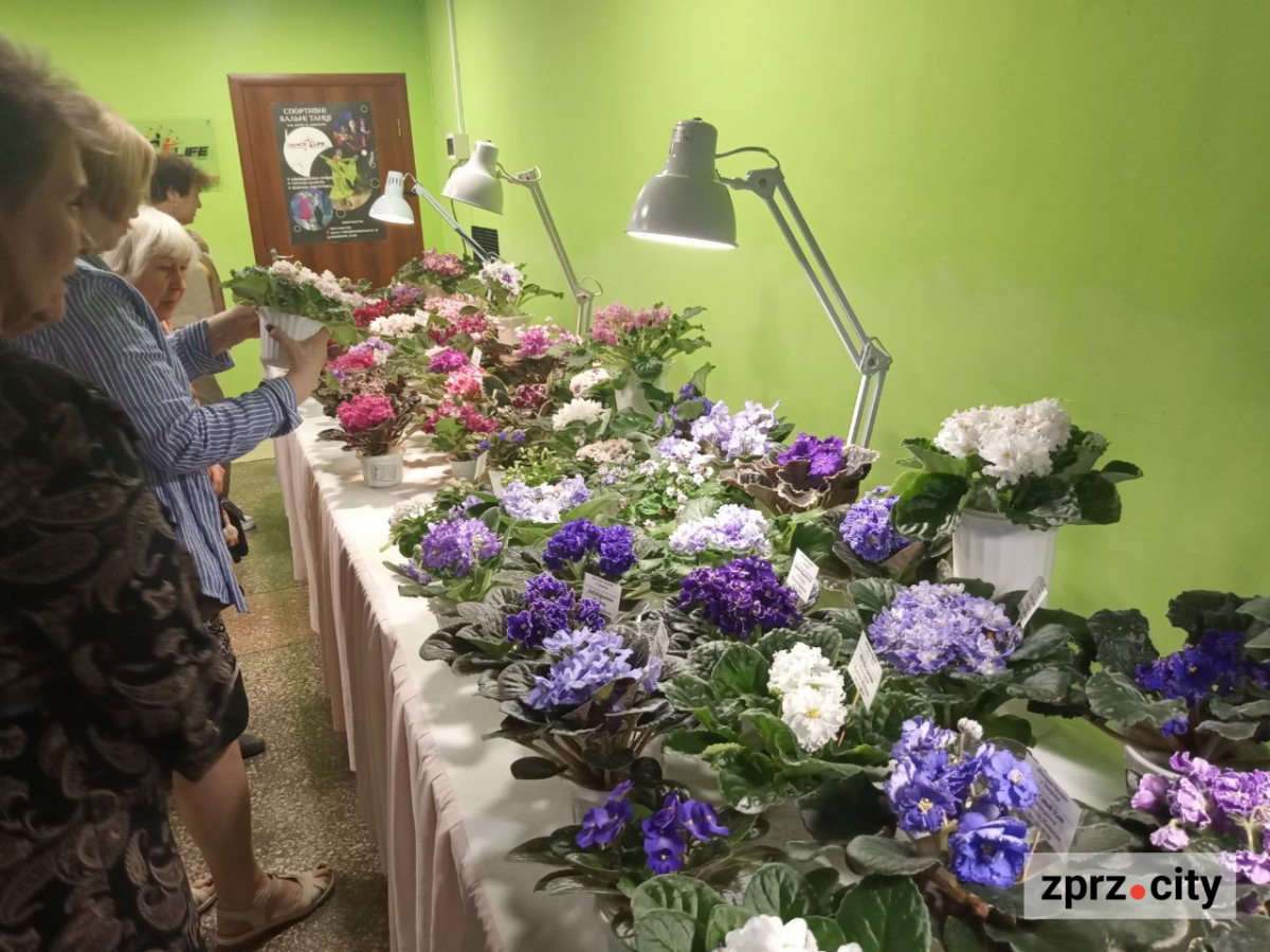 Неймовірна краса: одночасно квітнуть 80 різних фіалок - у Запоріжжі відкрили виставку живих квітів