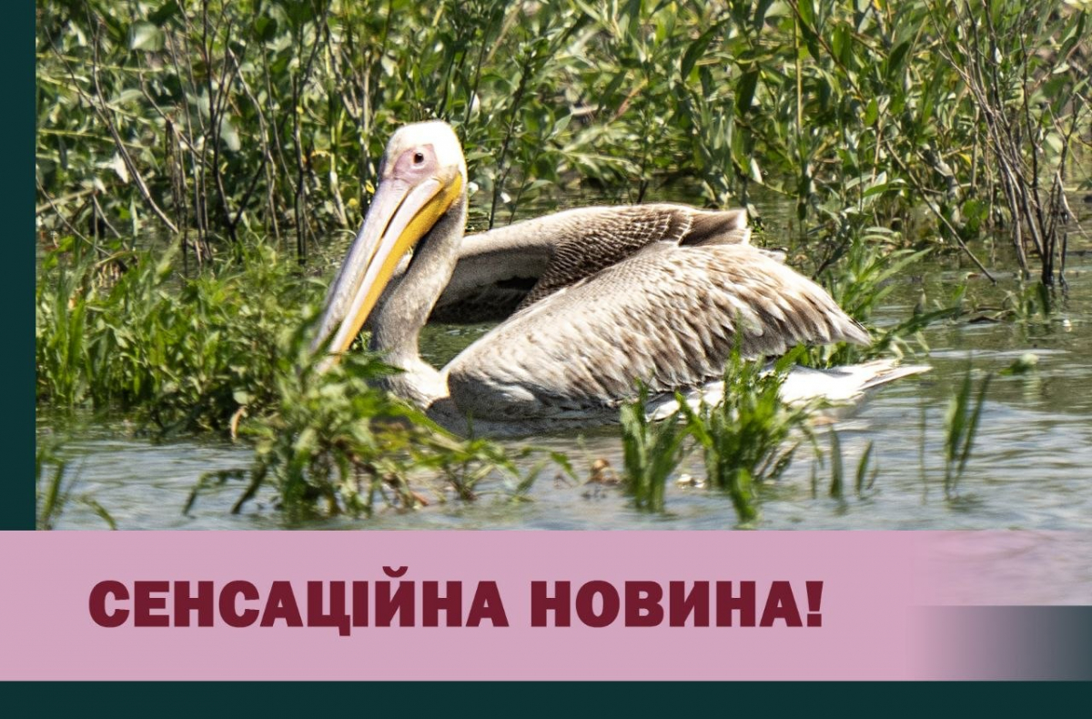 На Хортиці помітили червонокнижного рожевого пелікана, фото: Національний заповідник Хортиця