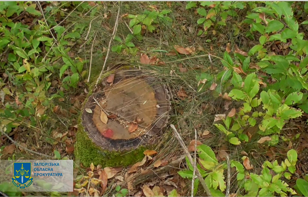 Не вберегли дерева - у Запорізькій області судитимуть посадовців лісомисливського господарства