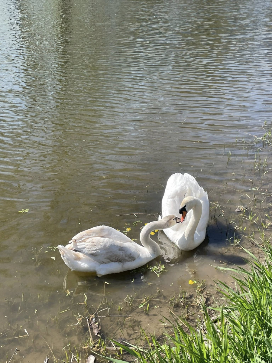У головному парку Запоріжжя квітне сакура: чим ще можна помилуватись - фото