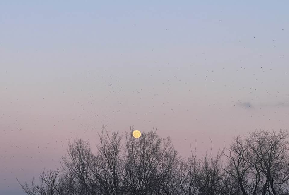 Неймовірно гарно - запоріжці поділились в соцмережах фото повні Сніжного місяця