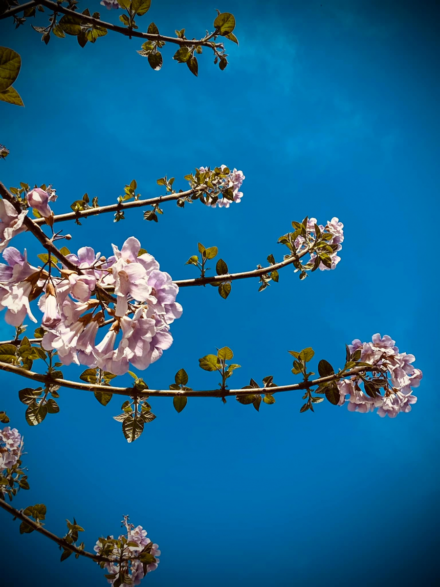 У Запоріжжі квітне Адамово дерево - фото