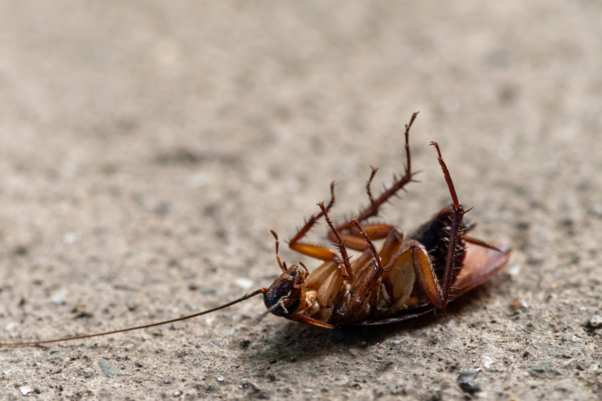 «Ні» набридливим комахам: як позбутися тарганів вдома 