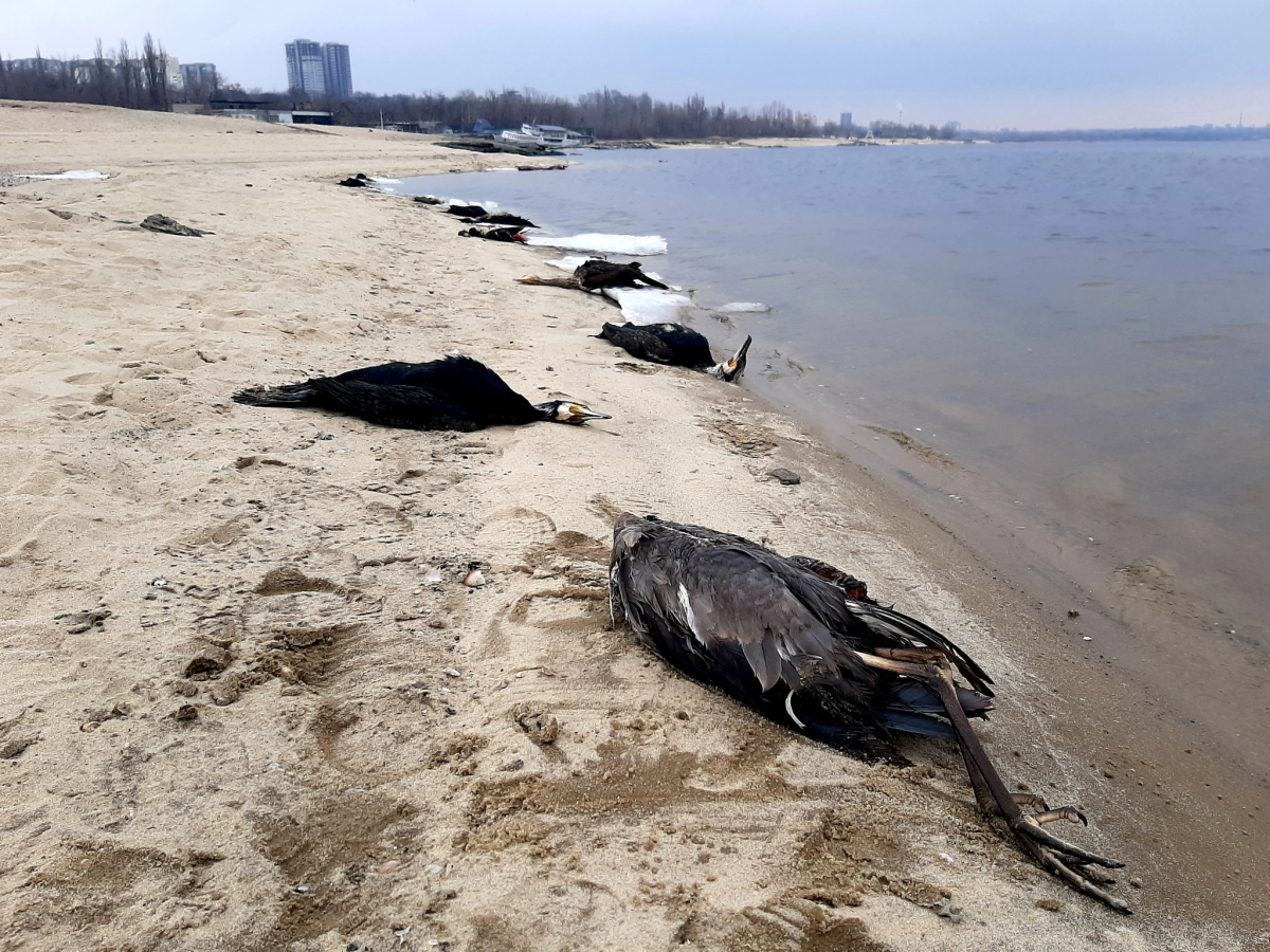 На набережній у Запоріжжі виявили десятки мертвих бакланів (фото)