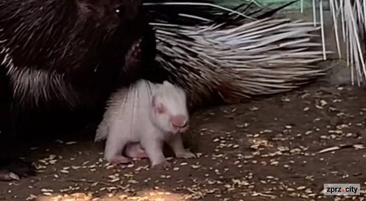 У зоопарку в Запорізькій області народились милі дикобразики: відео