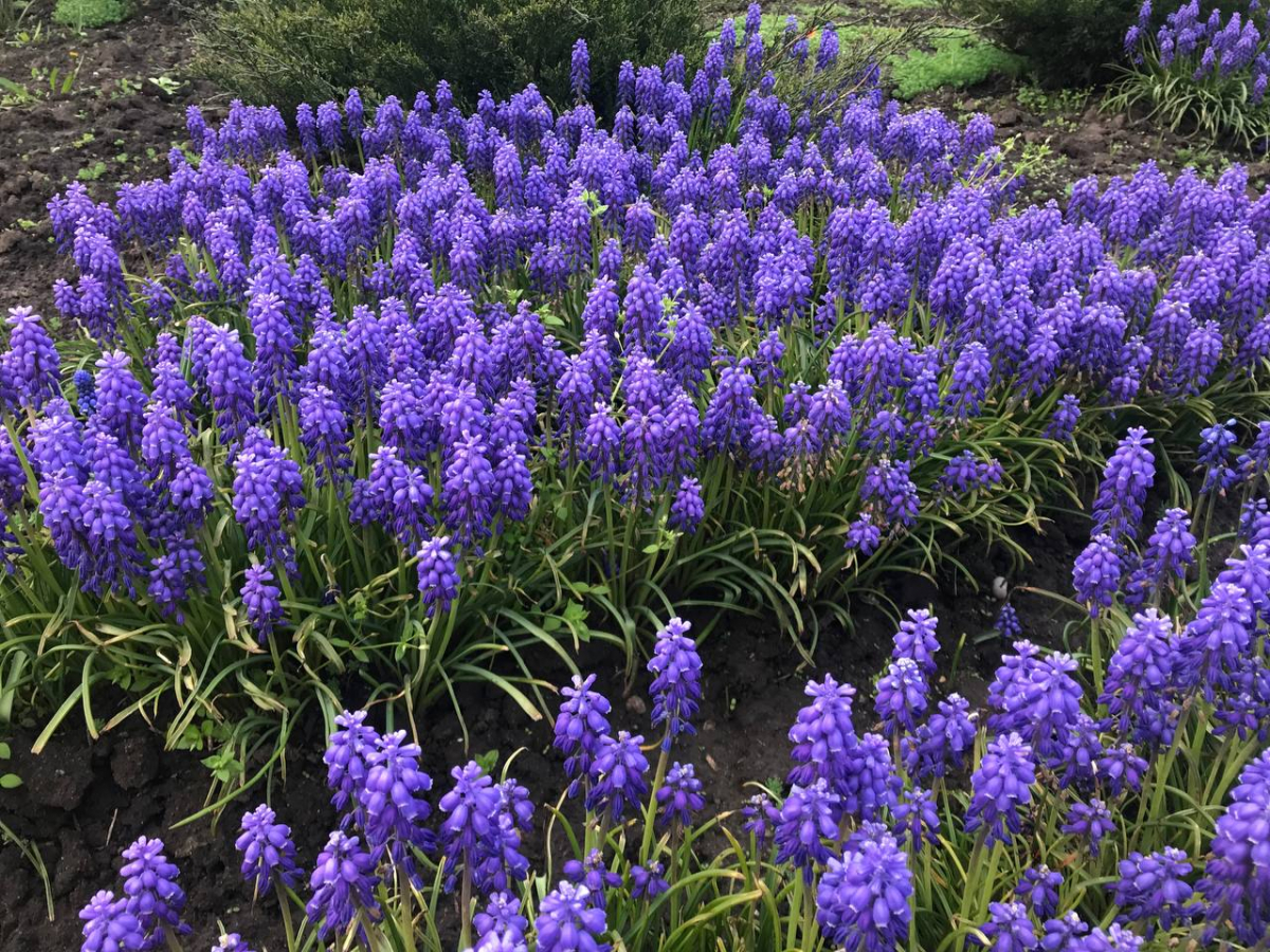 В одному з найбільших парків Запоріжжя цвітуть сотні весняних квітів - фото
