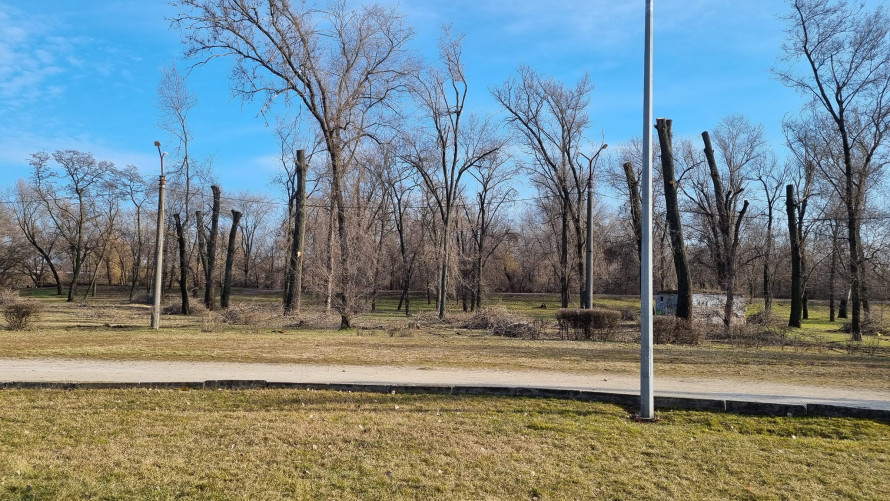 Дивна обрізка дерев у запорізькому центральному парку: у міськраді дали відповідь