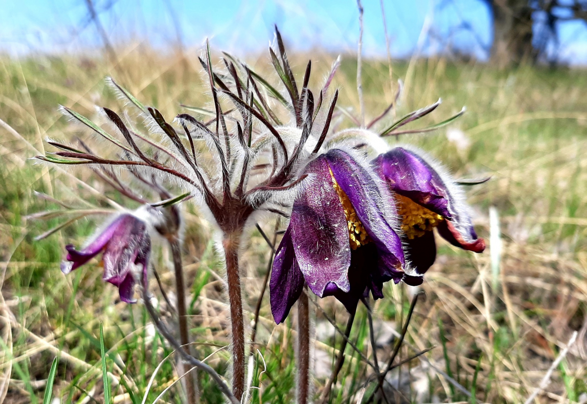 Як виглядають весняні квіти та гриби в балці під Запоріжжям - фото