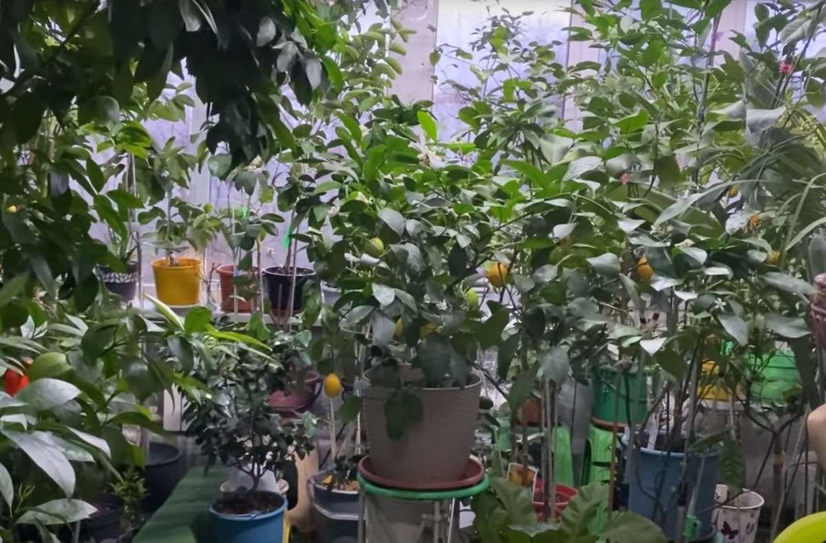 Мешканка Запоріжжя виростила у себе вдома різнокольорові лимони - відео