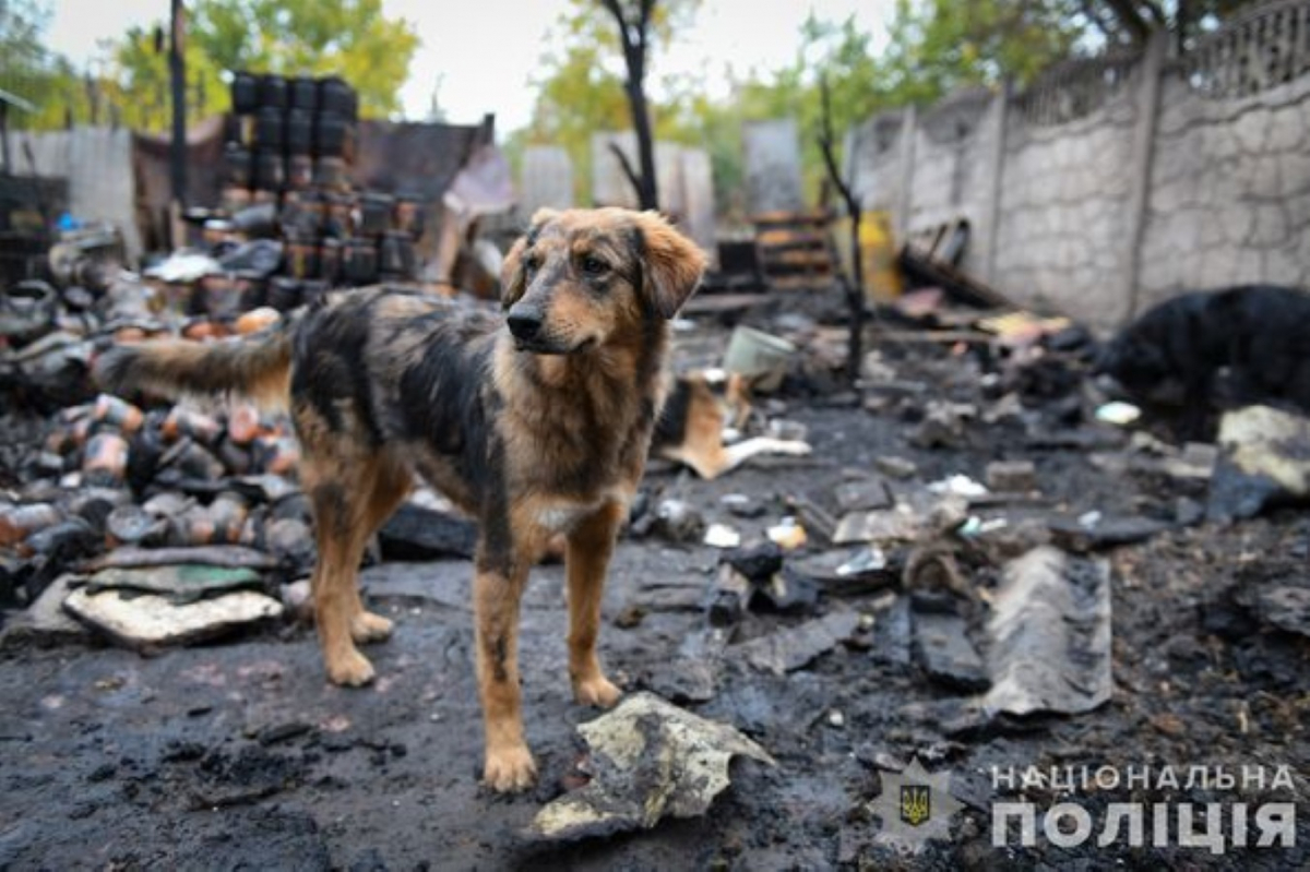 У поліції повідомили причину жахливої пожежі притулку під Запоріжжям, під час якої загинули тварини - фото