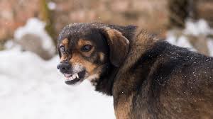 В окупованому місті Запорізької області безпритульні собаки нападають на людей