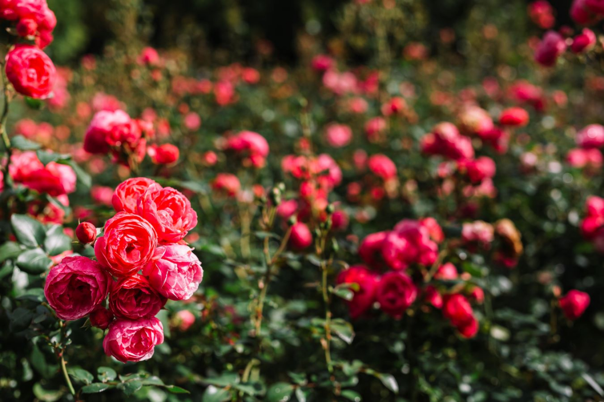 Для пишного цвітіння: як підживлювати троянди восени