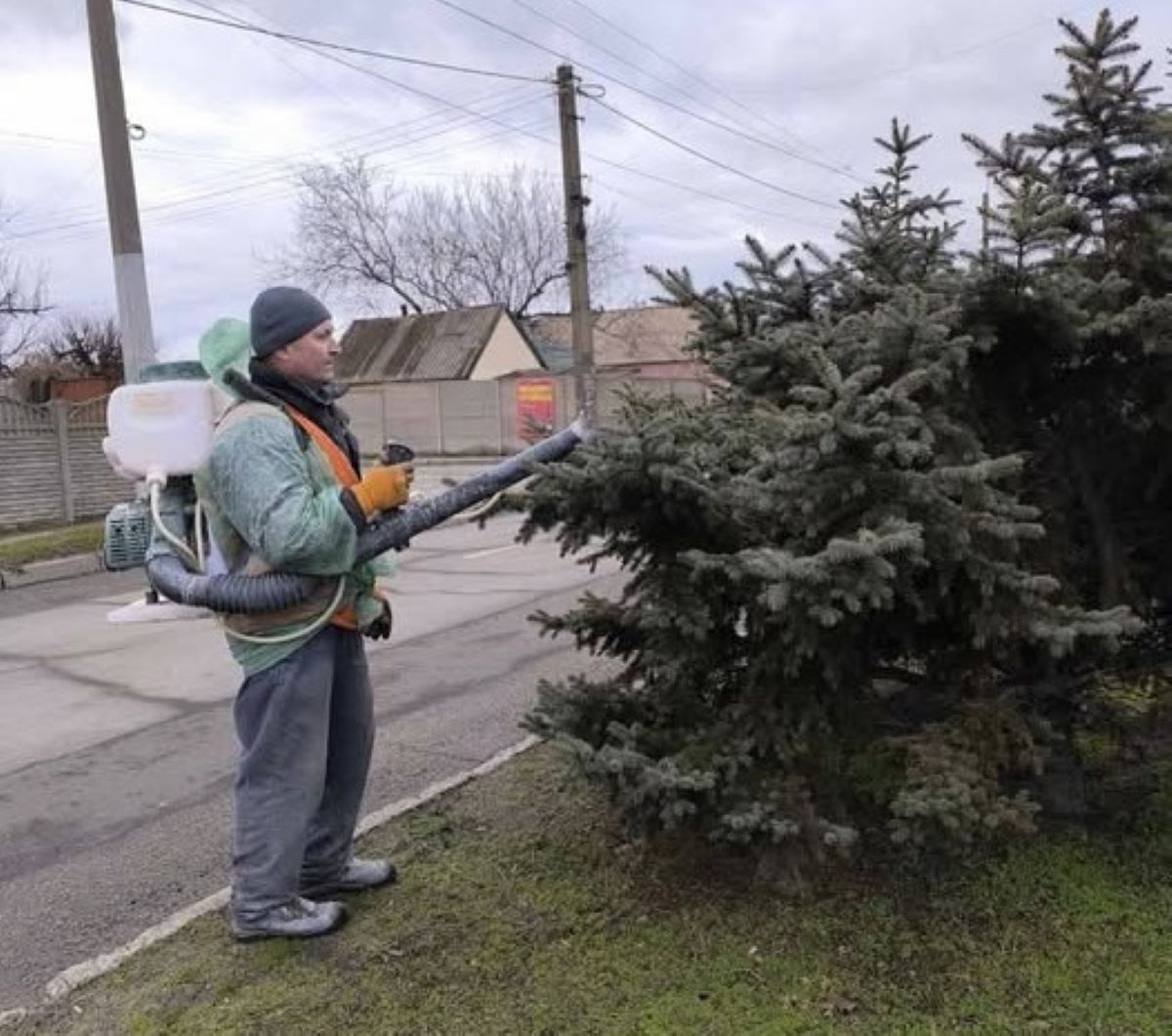 У Запоріжжі захищають ялинки і сосни від вандалів - що роблять