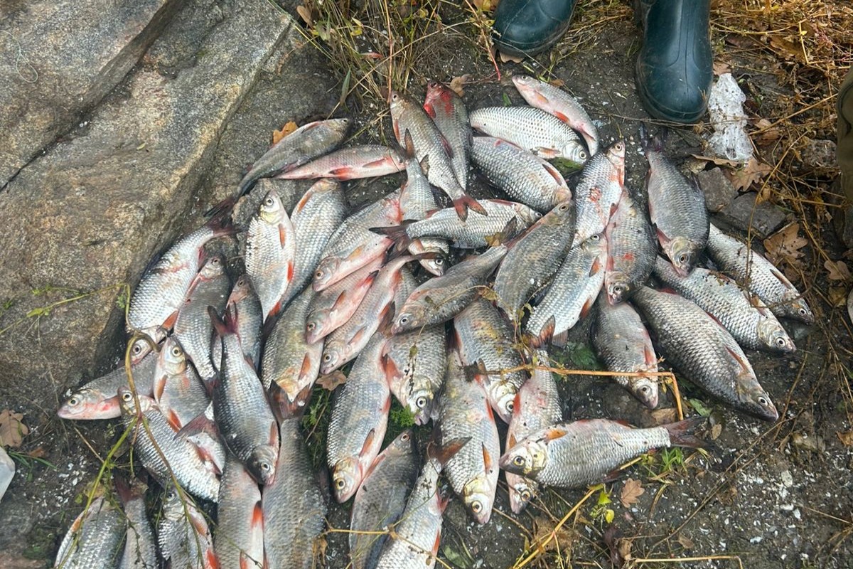 Захопились рибалкою - у Запоріжжі троє чоловіків перевищили дозволену норму вилову (фото, відео)