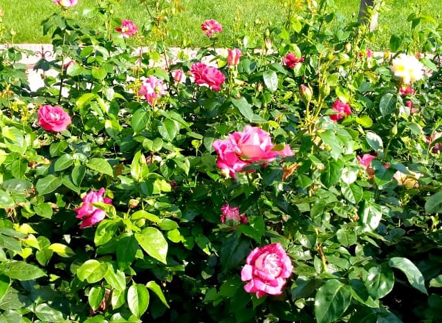 У Запоріжжі розквітає Алея троянд - фото
