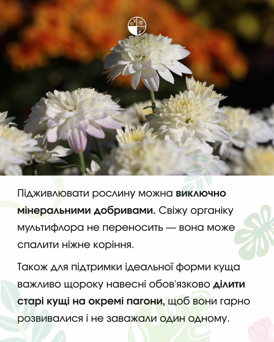 Як доглядати за хризантемою мультифлора у відкритому ґрунті: поради Запорізького ботсаду