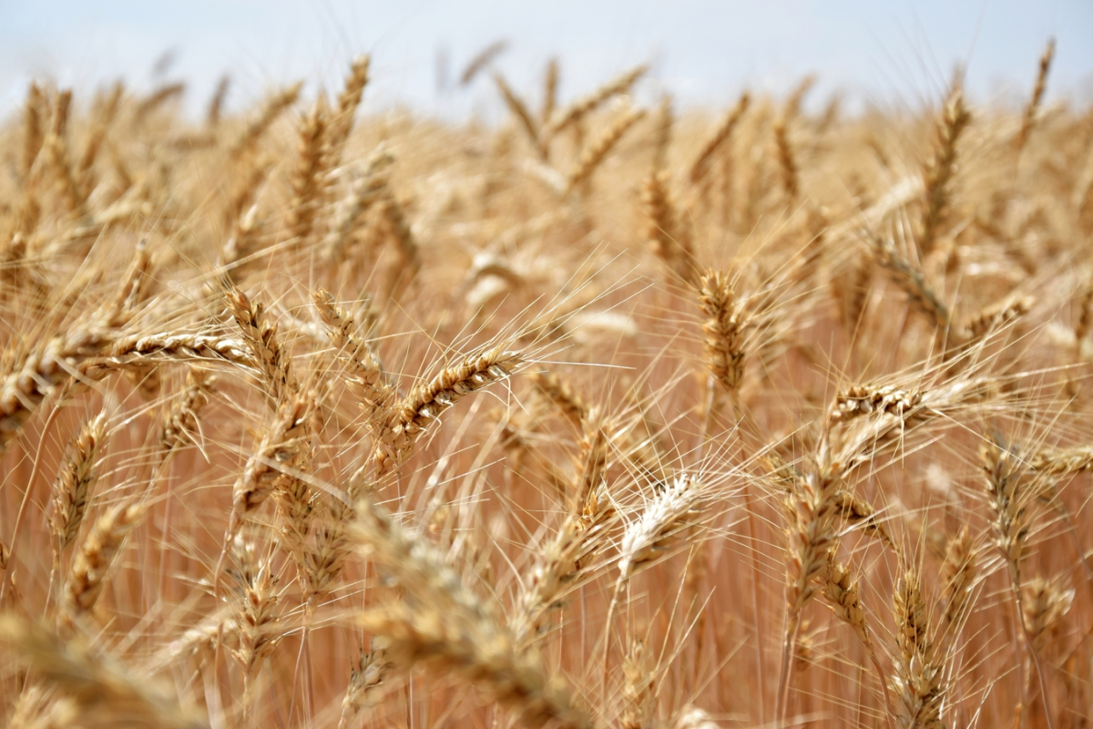 Посадовці Запорізької ОДА незаконно вилучили у власника понад сто тонн пшениці - подробиці