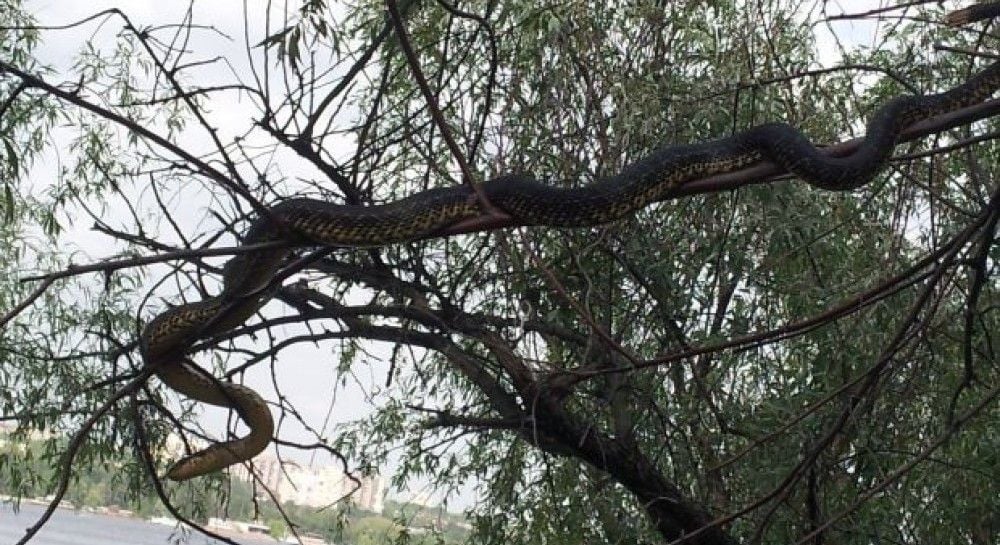 На дитячому майданчику в Запоріжжі на дереві висіла змія - відео