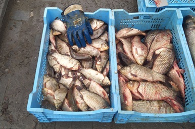 На запорізьких ринках продають рибу невідомого походження - фото