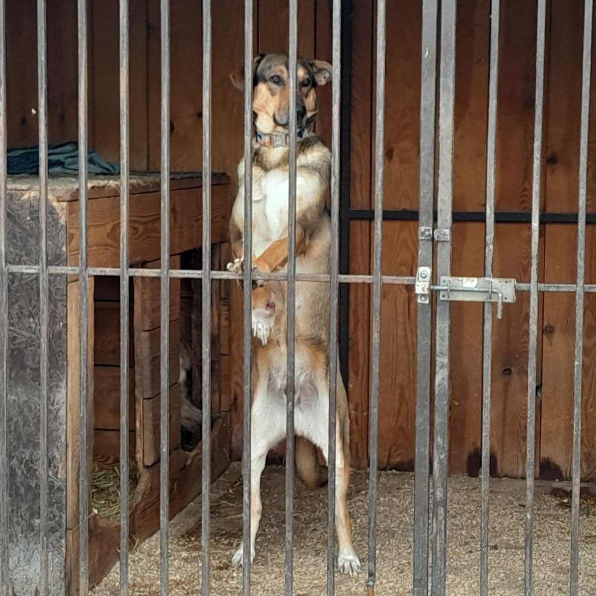 Обіцянку виконали: в Запоріжжі енергетики допомогли відбудувати притулок для тварин після атаки дрона (фото)