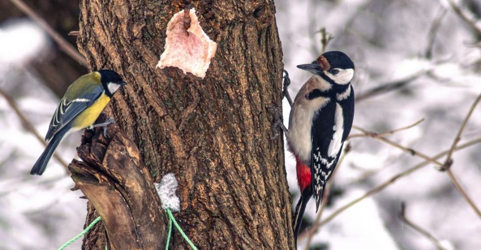 Запорізька зоозахисниця нагадала, як допомогти птахам пережити зиму