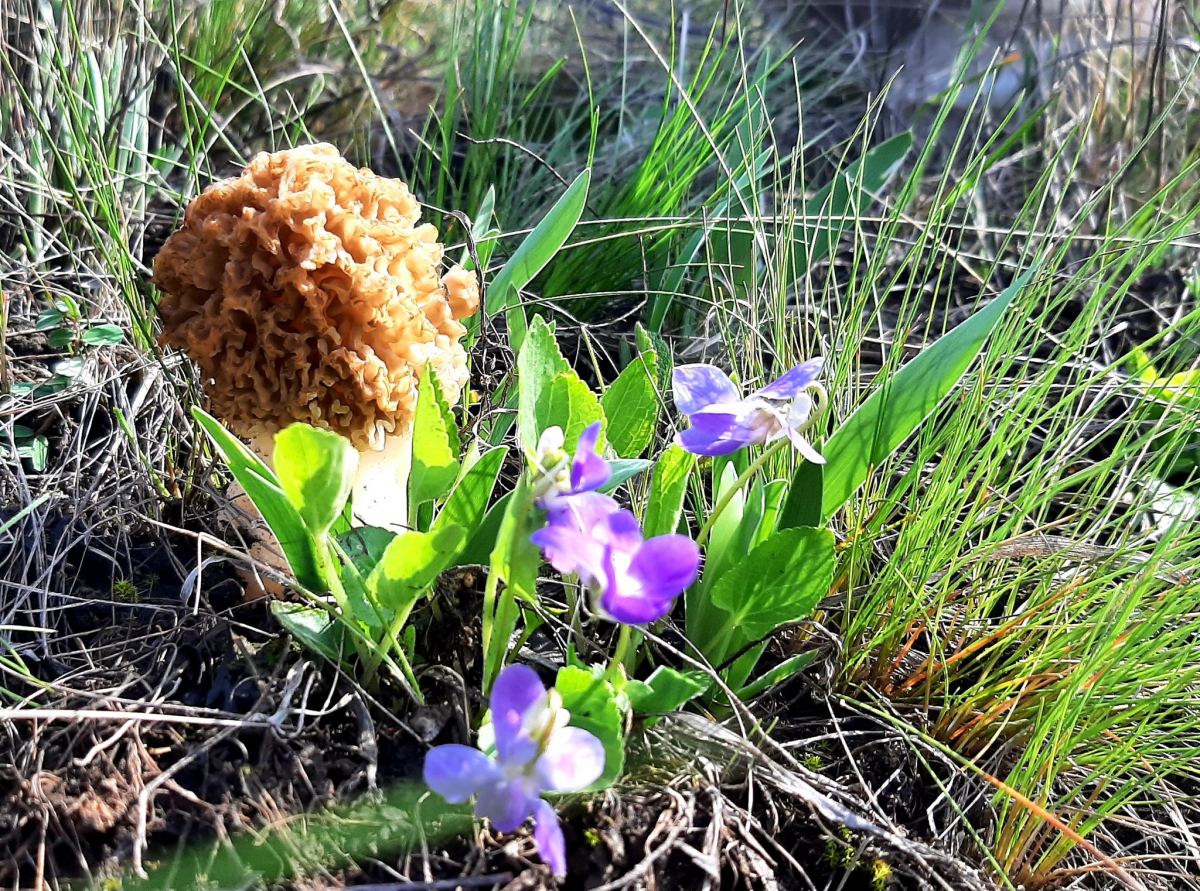 Як виглядають весняні квіти та гриби в балці під Запоріжжям - фото