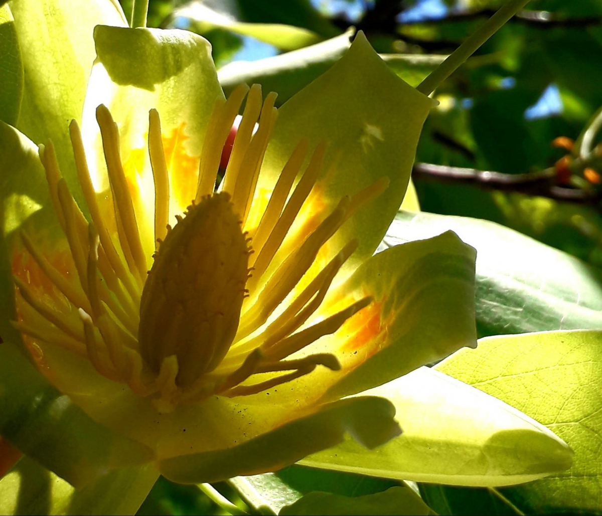 Квітуче тюльпанове дерево виглядає просто казково - де у Запоріжжі можна побачити цю красу