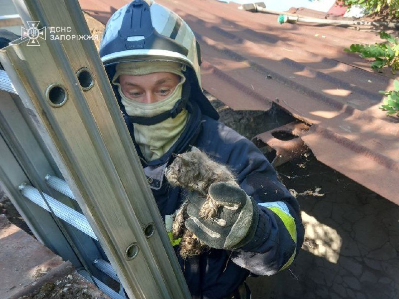 Застрягли у незвичайних місцях - запорізькі надзвичайники врятували двох котиків (фото)