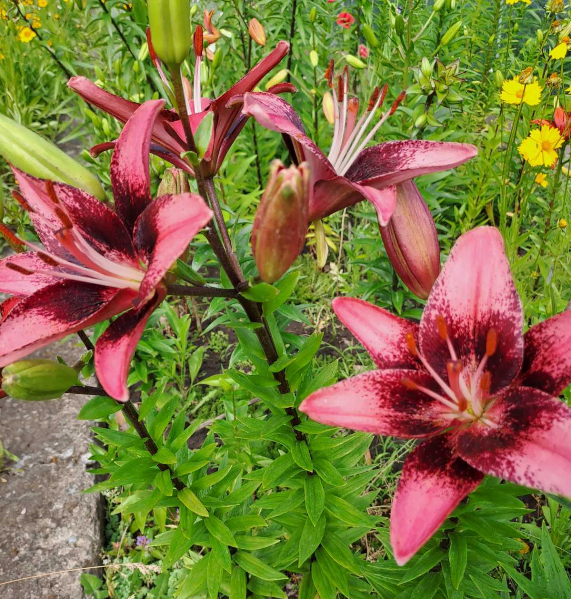 Найбарвистіша пора року - у Запорізькому ботсаду показали квітучі дива природи