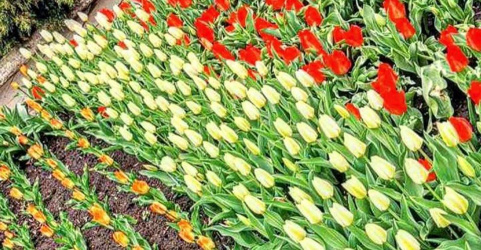 Як квітнуть чарівні весняні рослини у запорізькому ботсаду