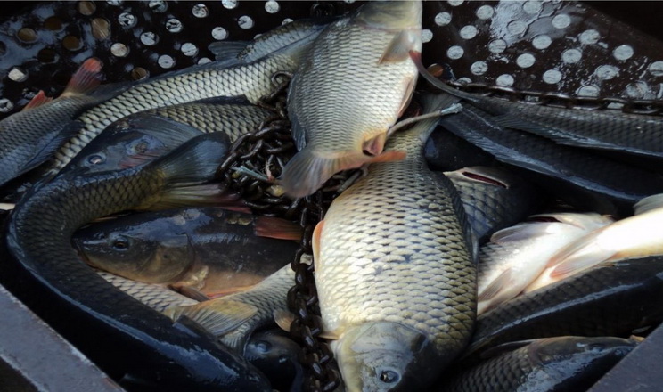 Продавав рибу без документів біля ринку – у Запоріжжі знайшли порушника