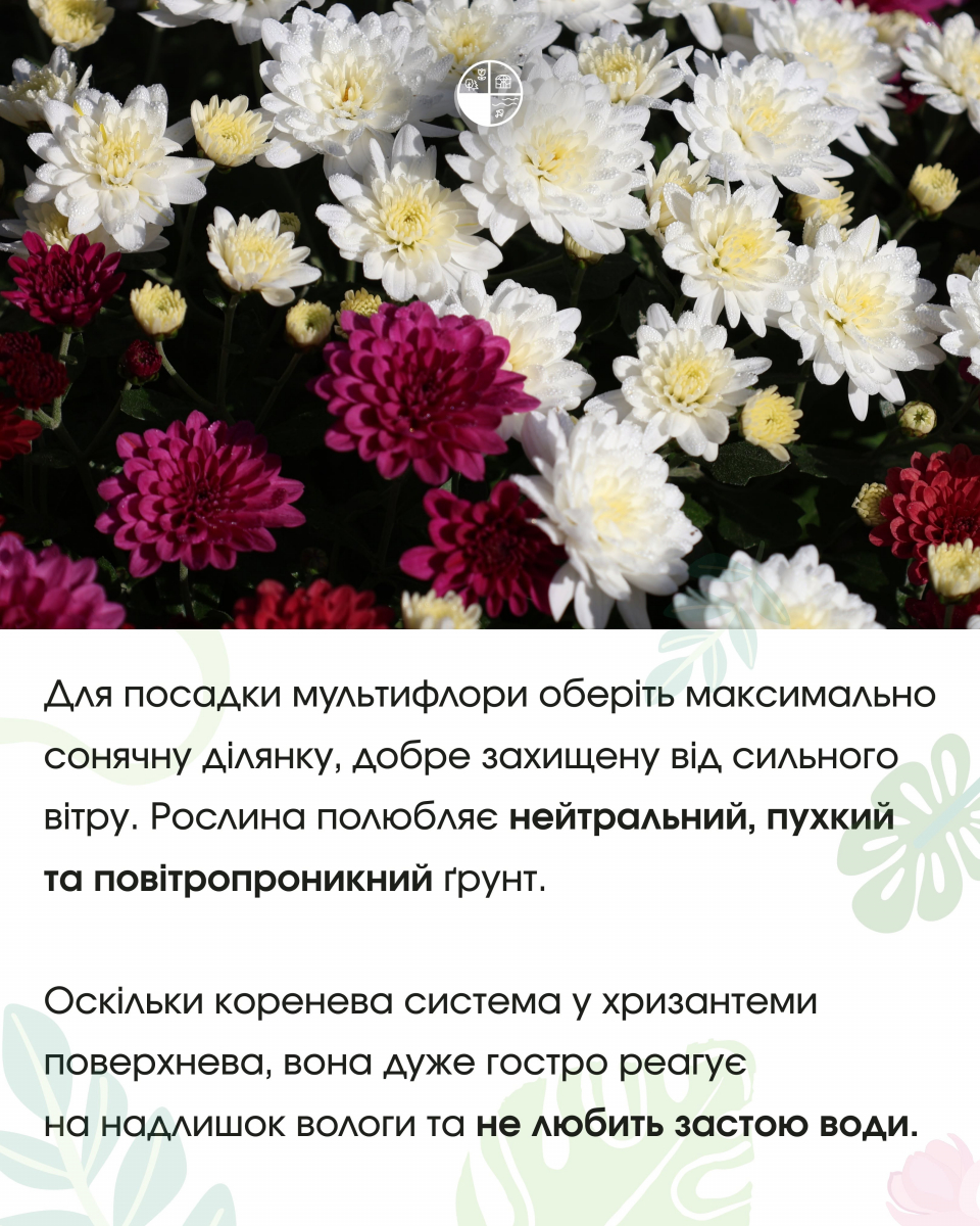 Як доглядати за хризантемою мультифлора у відкритому ґрунті: поради Запорізького ботсаду