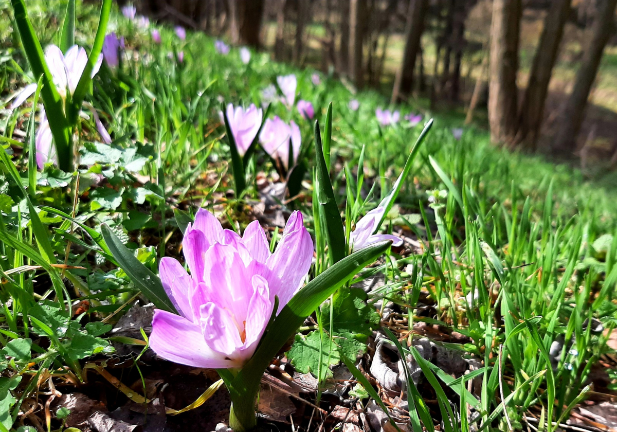 Перші гриби та дивовижні квіти - біолог показав фото весняної природи неподалік від Запоріжжя
