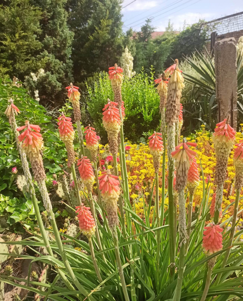 Заборонена для відвідувань краса: сад Запоріжжя вразив незвичним літнім цвітінням - нові фото